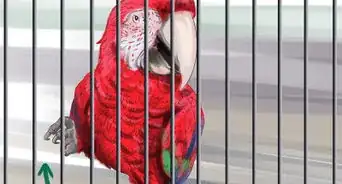 Stop a Greenwing Macaw from Biting