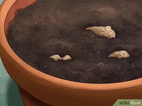 Image titled Grow Ginger Indoors Step 6