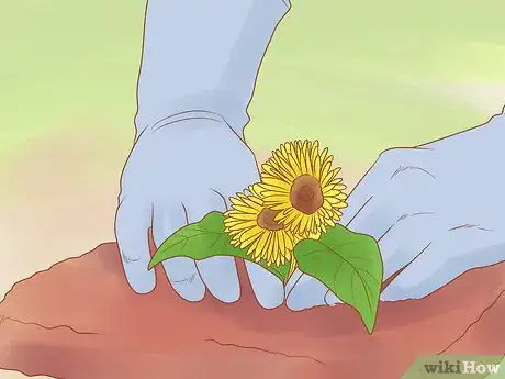 Image titled Grow Biennials Successfully Step 11