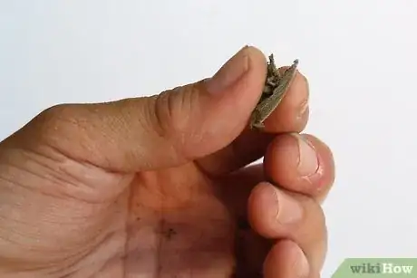 Image titled Dry Sage Step 25