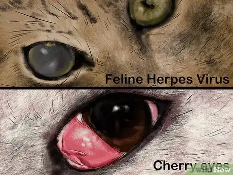 Image titled Diagnose and Treat Dry Eye in Cats Step 4