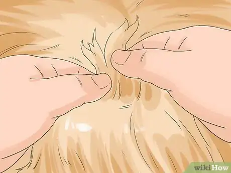 Image titled Groom a Thin Furred Dog Step 8