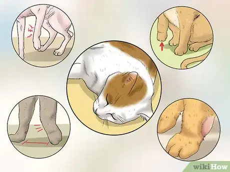 Image titled Treat a Limping Cat Step 11