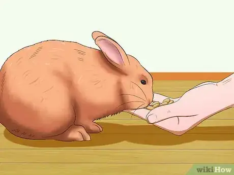 Image titled Socialize Your Rabbit Step 4