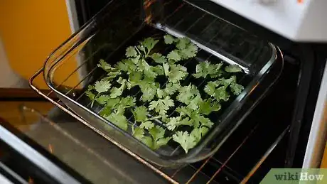 Image titled Dry Cilantro Step 12
