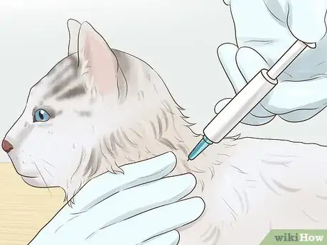 Image titled Take Care of a Ragamuffin Cat Step 8