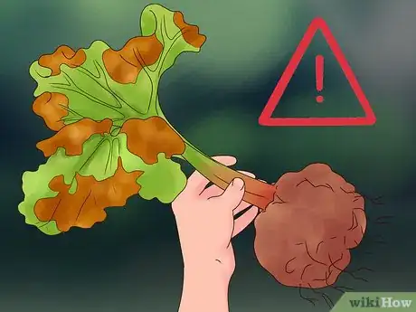Image titled Divide Rhubarb Plants Step 3