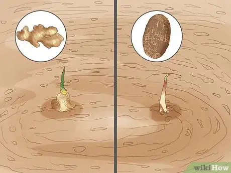 Image titled Regrow Vegetables Step 18