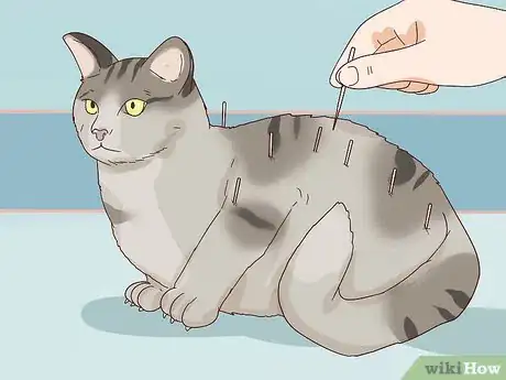 Image titled Handle Degenerative Joint Disease in Cats Step 4