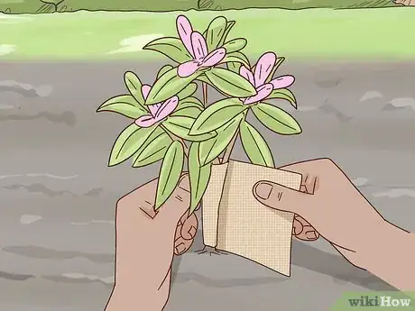 Image titled Grow Rhododendron Step 14