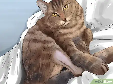 Image titled Know if Your Cat Needs Gluten‐Free Food Step 3