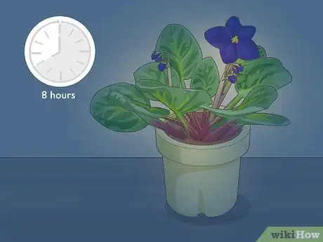 Image titled Get African Violets to Bloom Step 2