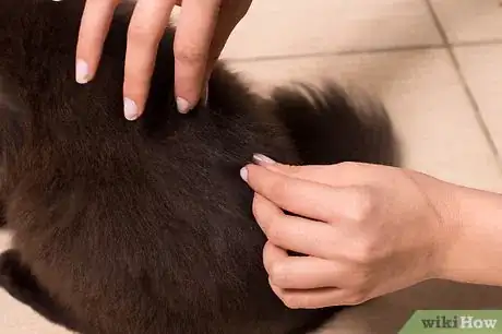 Image titled Care for Long Haired Cats Step 13