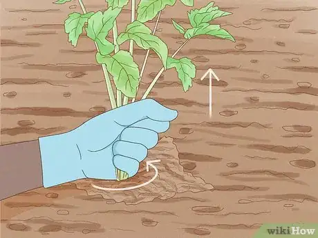 Image titled Harvest Parsnips Step 4