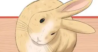 Prevent Snuffles (Pasteurella) in Rabbits
