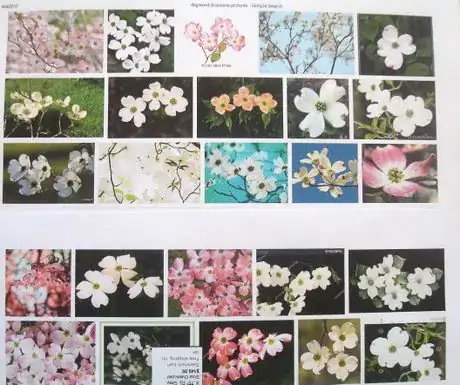 Image titled Photosdogwood