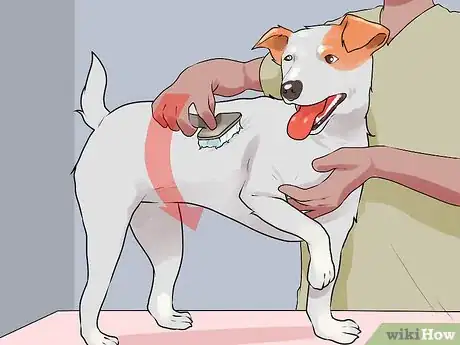 Image titled Groom a Short Haired Dog Step 3
