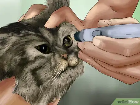 Image titled Diagnose and Treat Dry Eye in Cats Step 5