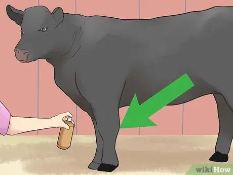 Image titled Show Heifers Step 14