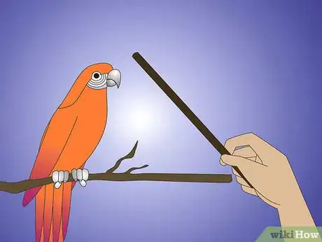 Image titled Teach Your Parrot to Wave Hello Step 4