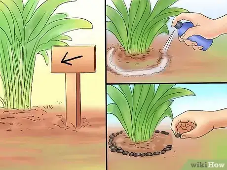 Image titled Transplant Resurrection Lilies Step 2