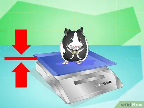 Image titled Keep a Hamster Healthy Step 13