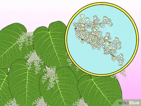 Image titled Identify Knotweed Step 19