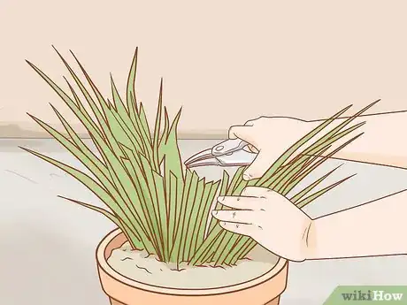 Image titled Prune Kangaroo Paws Step 3