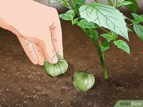 Image titled Grow Tomatillos Step 14