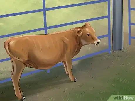 Image titled Treat and Prevent Nitrate Toxicity in Cattle Step 15