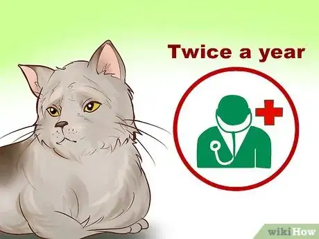 Image titled Adopt an Old Cat Step 2