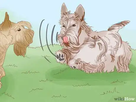 Image titled Identify a Scottish Terrier Step 14