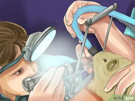Image titled Prevent Respiratory Problems in Guinea Pigs Step 12