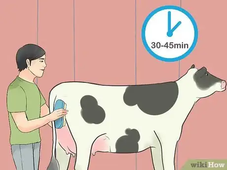 Image titled Show Heifers Step 13