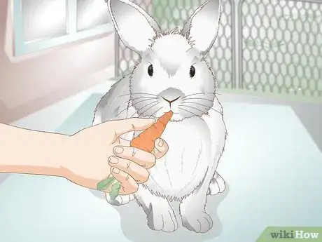 Image titled Spoil Your Pet Rabbit Step 4