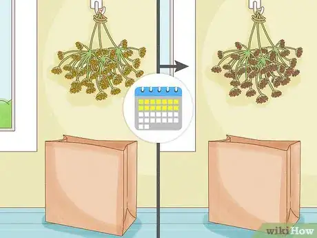 Image titled Harvest Dill Step 11