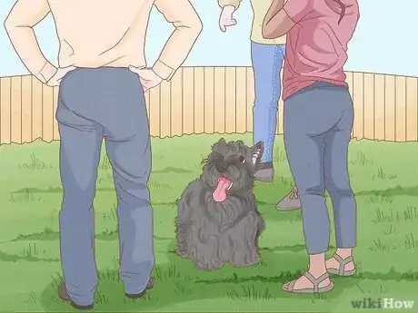 Image titled Identify a Scottish Terrier Step 15