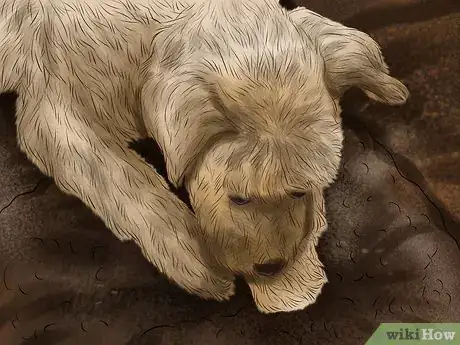 Image titled Care for an Australian Terrier Step 14