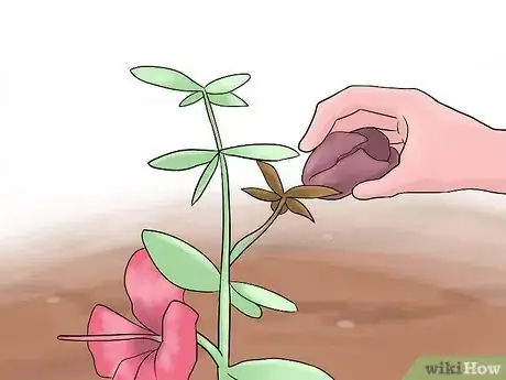 Image titled Grow Swamp Hibiscus Step 8