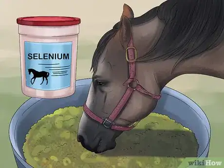 Image titled Give Your Horse the Right Supplements Step 17