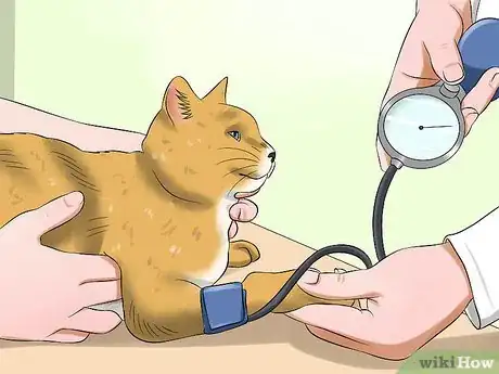 Image titled Treat Feline Retinal Disease Step 6