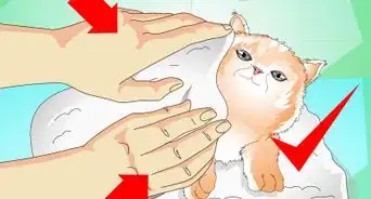 Give a Kitten a Bath