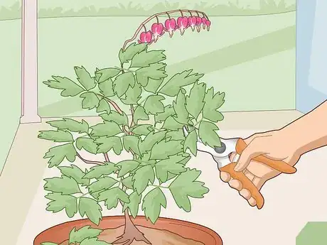 Image titled Care for a Bleeding Heart Step 15