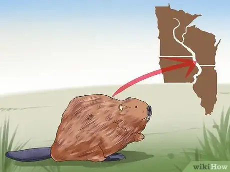 Image titled Catch Beavers Step 1