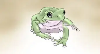 Care for Your White's Tree Frogs