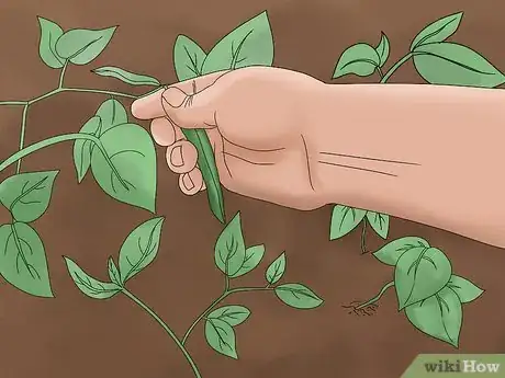 Image titled Grow Pole Beans Step 10