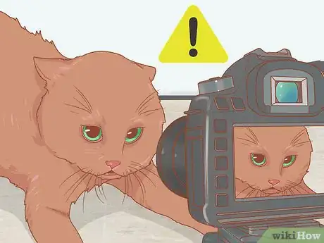 Image titled Photograph Cats Step 5