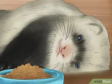 Image titled Diagnose Heart Disease in Ferrets Step 2