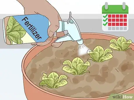 Image titled Grow Lettuce Indoors Step 10