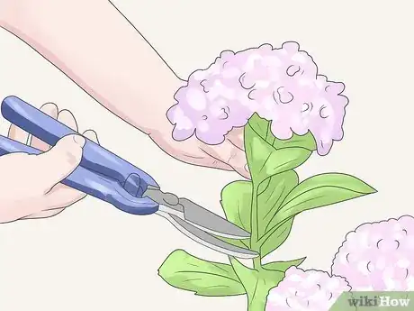 Image titled Care for Geraniums in Winter Step 1